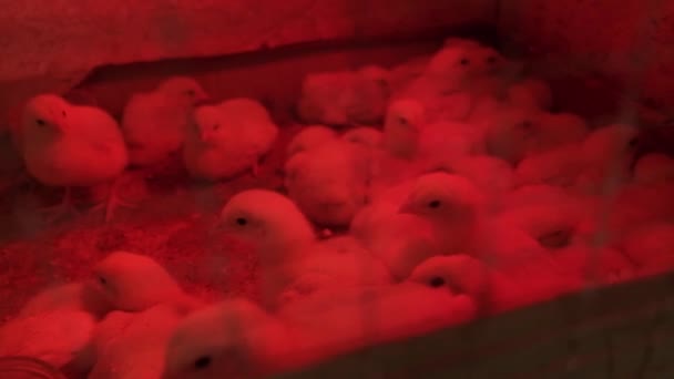 Kippenvleeskuikens kweken op een pluimveebedrijf. vleeskuikens in een leefruimte met een rode lamp en rood licht — Stockvideo