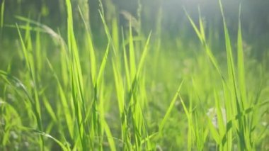 Yazın yeşil çimenler Güneşli bir günde Kapatın.