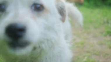 Küçük sokak köpekleri çayırda oynuyorlar. Beyaz ve kırmızı köpek