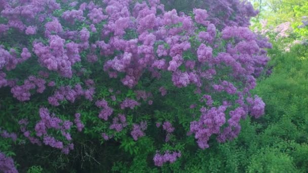 Hermoso arbusto lila en un soleado día de primavera. — Vídeos de Stock