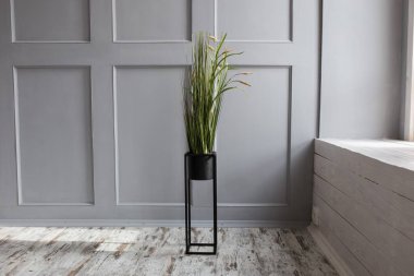 Buğday şeklinde bir vazoda yeşil çiçek. Kapalı alanda gri bir duvara yaslanmış.