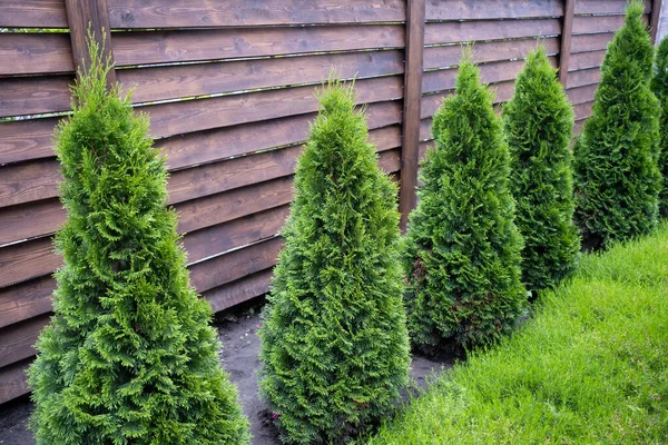 Piękny młody zielony thuja na tle drewnianego ogrodzenia — Zdjęcie stockowe