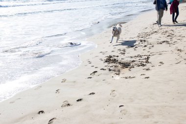 Denizde kumda koşan bir köpek. Güneşli aydınlık bir gün. Gün batımı güneşi. Köpek kumsalda oynanır..