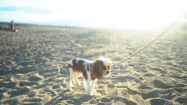 Şövalye Kral Charles Spaniel güneşli bir günde kumsalda oturur..