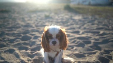 Altın saat kumsaldaki köpek yavrusu, yumuşak arka plan, üç renkli süvari kralı Charles Spaniel 'in yakın plan portresi, nazik, meraklı ifade, sıcak.