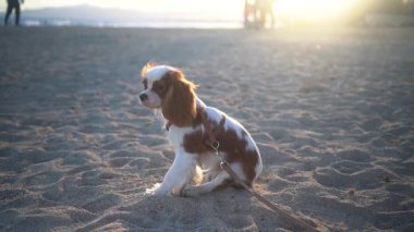 Altın saat kumsaldaki köpek yavrusu, yumuşak arka plan, üç renkli süvari kralı Charles Spaniel 'in yakın plan portresi, nazik, meraklı ifade, sıcak.