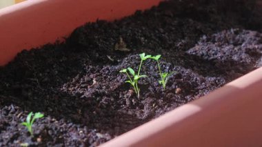 Tenceredeki küçük bitkiler gün boyunca güneş ışığını takip ederek yapraklarını hareket ettiriyor.