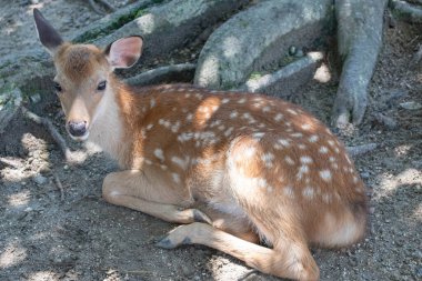 Yumuşak dallarda uzanan genç bir geyiğin şefkatle yaklaşması nazik bir doğa anı yaratıyor. Masumiyeti, sakinliği ve vahşi yaşamla bağlantıyı çağrıştırıyor. Hikaye anlatma ve koruma görselleri için ideal..