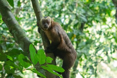 Bir kapuçin maymunu ağaç dalında dikilip arka planda yemyeşil bir ormanla kameraya bakar. Vahşi yaşamı koruma eğitimi ve seyahat kampanyaları için mükemmel..