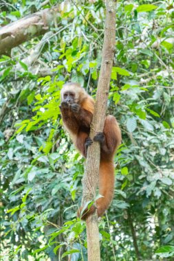 Doğal cazibe ve çeviklik gösteren yemyeşil dallarda meyve yerken ayaklarından sarkan bir maymunun dikey yakın çekimi. Vahşi yaşamı koruma ve editörlük için mükemmel..