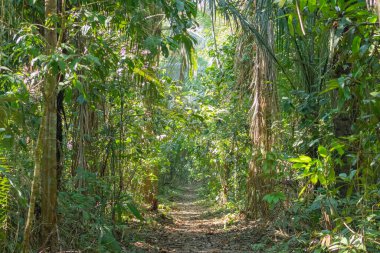 Uzun ağaçlar, palmiyeler ve tropikal bitkilerle çevrili olan mesafeye doğru düz bir yol. Keşfi simgeleyen doğal bir manzara ve el değmemiş vahşi doğada yolculuk.
