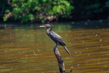 Narin kuş durgun suyun üzerindeki tek bir dala dayanır sakin bir odak noktası ve doğayla bağlantıyı çağrıştırır. Basitliği, farkındalığı, özgürlüğü ve perspektifi simgeleyen tasarımlar için mükemmel..