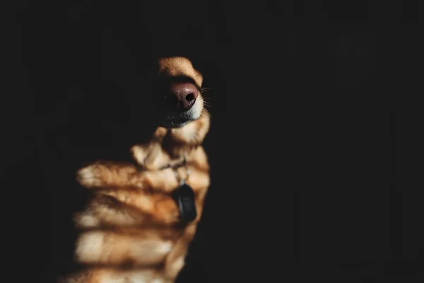 Nariz de cão marrom grande — Fotografia de Stock