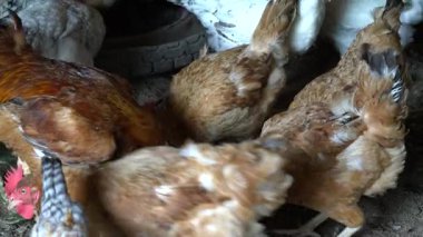 Yerden beslenen tavuklar