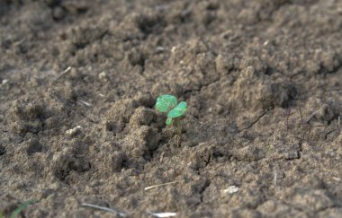 Toprakta yeşil bitki filizleniyor.