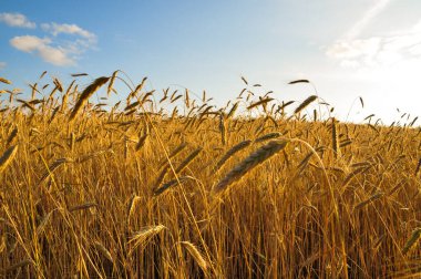 Arka planda mavi gökyüzü olan sarı bir tarla. Buğdaydan altın kulaklar. Tarlada hasat edin..