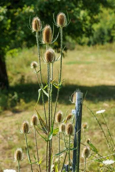 Teasel Карден Зеленом — стоковое фото