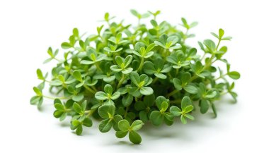 Beyaz bir zemin üzerinde yoğun bir küme halinde küçük yuvarlak yaprakları olan yemyeşil yonca bitkisi, tazelik ve doğal basitlik taşıyarak bahçıvanlık veya bitkisel ürün pazarlaması için idealdir..