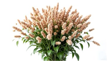 Beyaz arka planda yeşil yapraklı pembe şeftali çiçekleri çiçek ve bahar temaları için taze ve narin bir atmosfer yaratıyor..