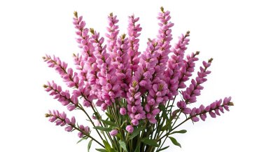 Beyaz arka planda yeşil yapraklı pembe lavanta çiçekleri çiçek tasarımı ve dekor projeleri için mükemmel bir tazelik ve zarafet sunar..