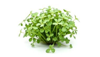 Beyaz bir zemin üzerinde küçük yapraklar ve narin sapları olan canlı bir yeşil mikroçim kümesi, taze ve doğal cazibeyi sağlıklı gıdalar ve bahçıvanlık pazarlaması için idealdir..