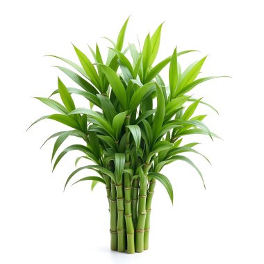 Uzun sapları ve yoğun yaprakları ile canlı bir yeşil bambu bitkisi beyaz bir arka plana karşı dik duran, ev dekorasyonu veya bahçe dekorasyonu için ideal tazelik ve doğal güzellik uyandıran.