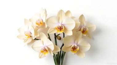 Beyaz arka planda yeşil saplı bir bukete yerleştirilmiş yumuşak orkide çiçekleri..