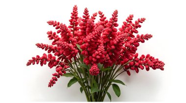 Parlak kırmızı çiçekleri yeşil saplı ve yapraklı bir bukete yerleştirdim..