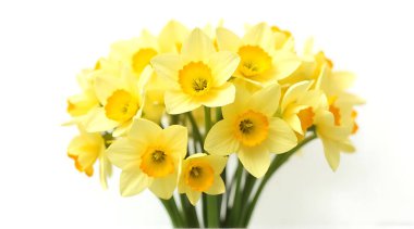 Beyaz arka planda yeşil saplı sarı nergislerden oluşan parlak bir buket..