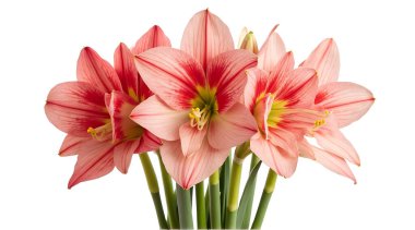 Küme halinde dizilmiş yeşil saplı pembe kırmızı bir çiçek buketi..