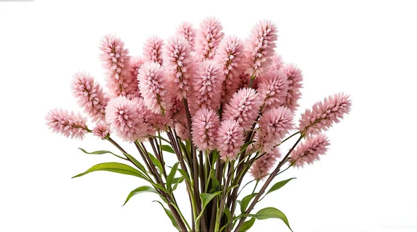 Yeşil saplı ve yapraklı pembe kabarık çiçek kümesi beyaz arka plan kullanımı.