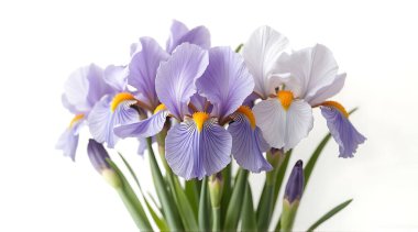 Lavanta ve turuncu merkezli beyaz iris çiçeklerini kapatın. Düğün dekoru ya da botanik natürmort için beyaz bir arkaplan üzerine istiflenmiş saplar ve tomurcuklar koyun..