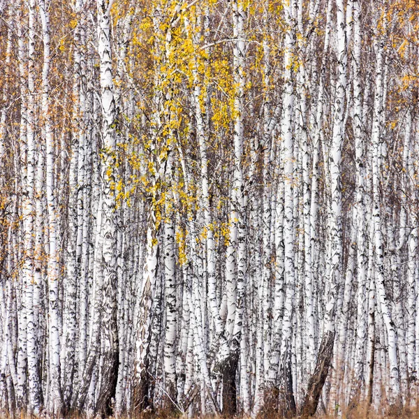 Stammen van berkenbomen — Stockfoto