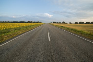 Buğday ve ayçiçeği yol