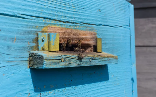 ハチや蜂の巣. — ストック写真