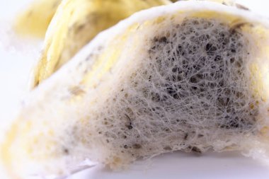 Arka plan olarak kuş yuvası. Kuş yuvası işindeki yatırımlar için kullanılabilir..