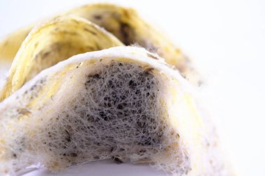 Arka plan olarak kuş yuvası. Kuş yuvası işindeki yatırımlar için kullanılabilir..