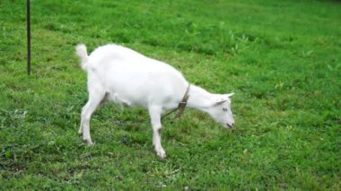 Beyaz Keçi çim yeme.