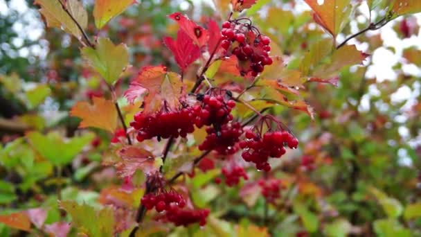 The red Bush viburnum. — Stock Video