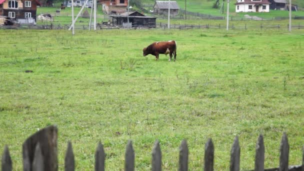 De ox Eet gras. — Stockvideo