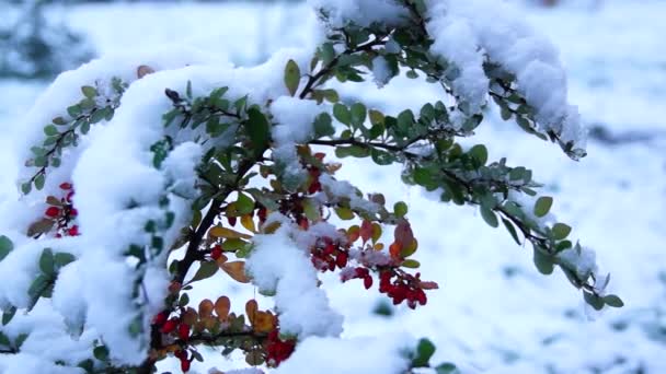 Bush avec des baies dans la neige . — Video