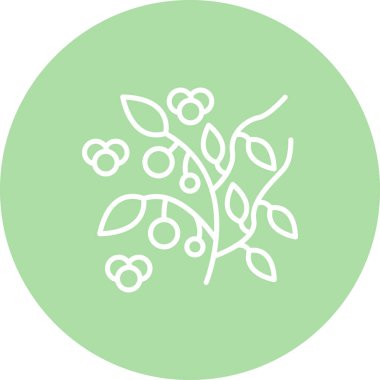 Ökseotu 'nun beyaz çizgisi. Birkaç nonoş çiçek ve yaprak.