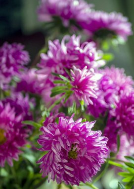 Bulanık doğal arka planda taze pembe Asterlar, makro