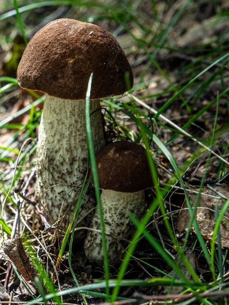 Jedlé Houby Latinským Názvem Leccinum Scabrum Rostou Mezi Spadlými Listy — Stock fotografie