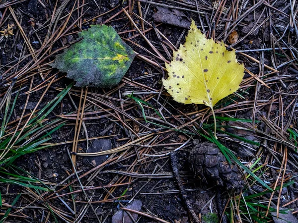 Жовте Осіннє Листя Землі Серед Опалого Листя Лісі — стокове фото