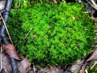 Yeşil yosun, Latince adı Rhytidiadelphus triquetrus olan küçük bir ağaca benziyor.
