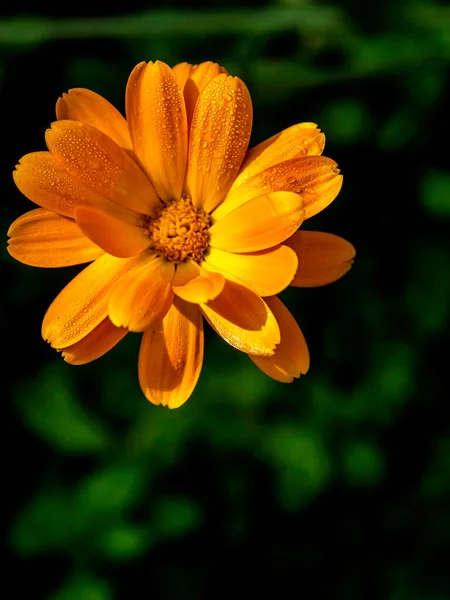 marigold flower with small drops of dew on the petals illuminated by the morning sun