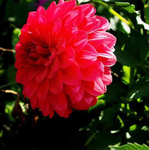 Fleur Dahlia Rouge Parmi Les Feuilles Vertes Dans Jardin — Photo