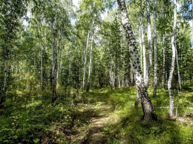 Yaz aylarında karışık ormanda, güney Urallar 'da