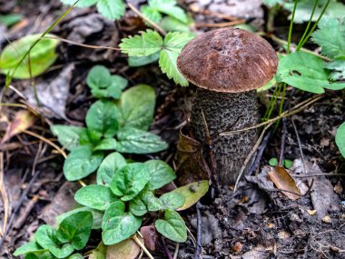 Latince adı Leccinum scabrum olan yenilebilir mantarlar dökülen yapraklar, makro ve dar odak noktaları arasında yetişir.